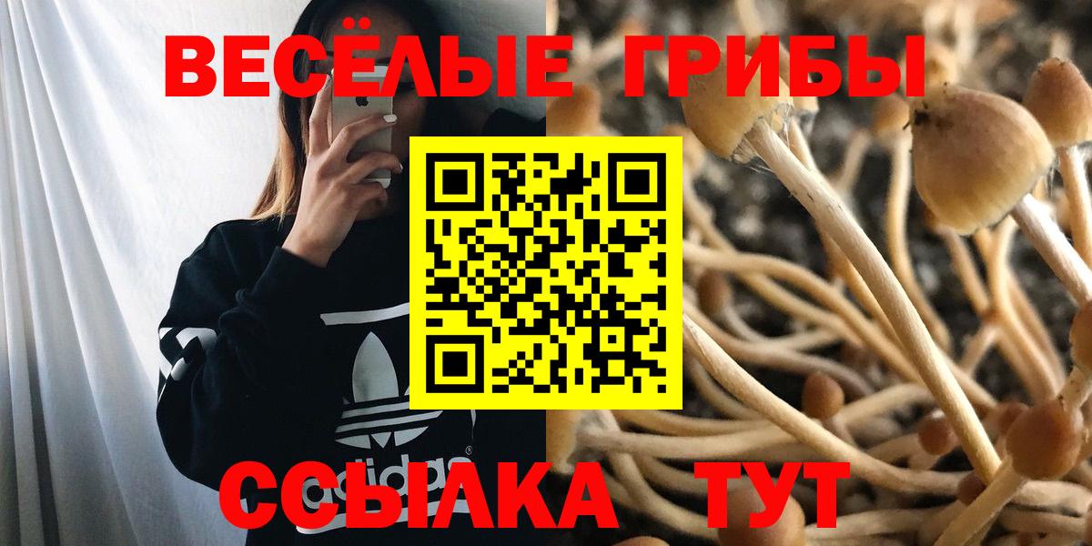 Галлюциногенные грибы Cubensis  Вход с VPN  Галлюциногенные грибы Psilocybe  Балтийск 